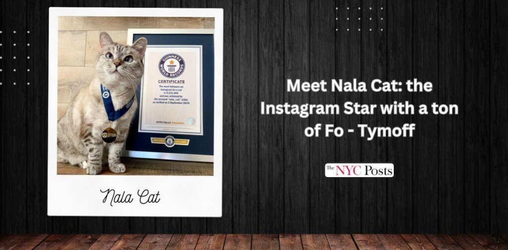 Meet Nala Cat: the Instagram Star with a ton of Fo - Tymoff