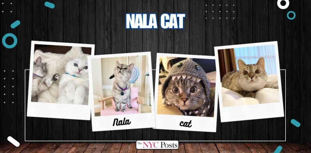 Meet Nala Cat: the Instagram Star with a ton of Fo - Tymoff